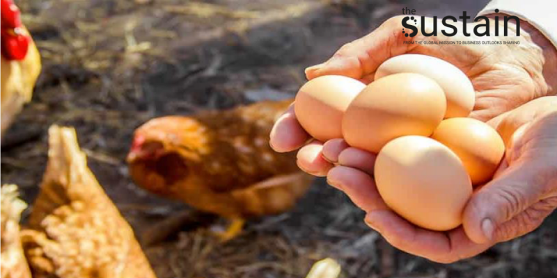 MINOR ให้คำมั่นสัญญาจัดหาผลิตภัณฑ์ไข่ไก่ทั้งหมดจากแหล่งผลิตที่ไม่ใช้กรงขัง