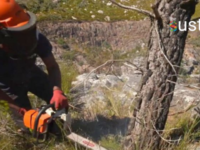 “เรากำลังตัดต้นไม้เพื่อปกป้องแหล่งน้ำ” ก่อนจะถึงวันน้ำหมดในเคปทาวน์