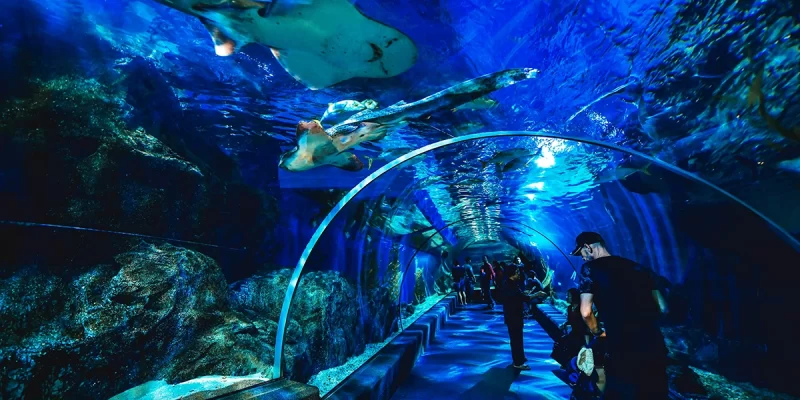 ทำความรู้จัก Sea Life Bangkok Ocean World