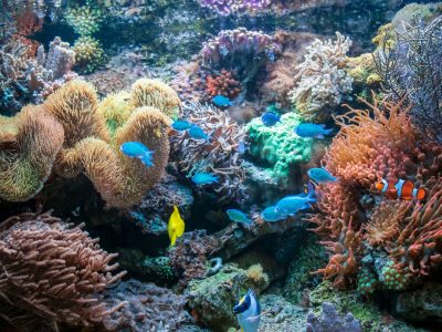 ปะการังตัวบ่งชี้คุณภาพใต้ท้องทะเล