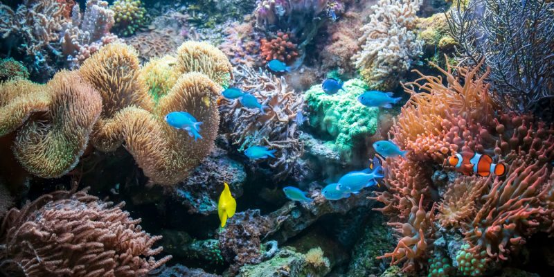 ปะการังตัวบ่งชี้คุณภาพใต้ท้องทะเล