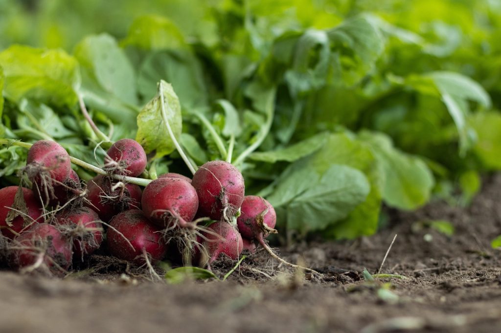 อาหารอนาคต Future Food ความท้าทายของโลกในวันนี้